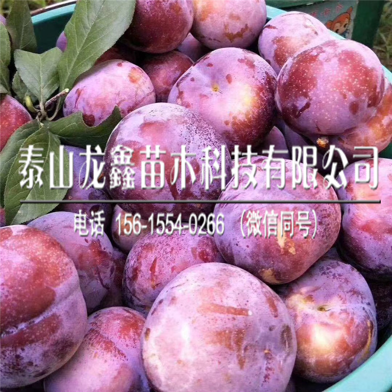 黑寶石李子苗多少錢一株、黑寶石李子苗多少錢一株