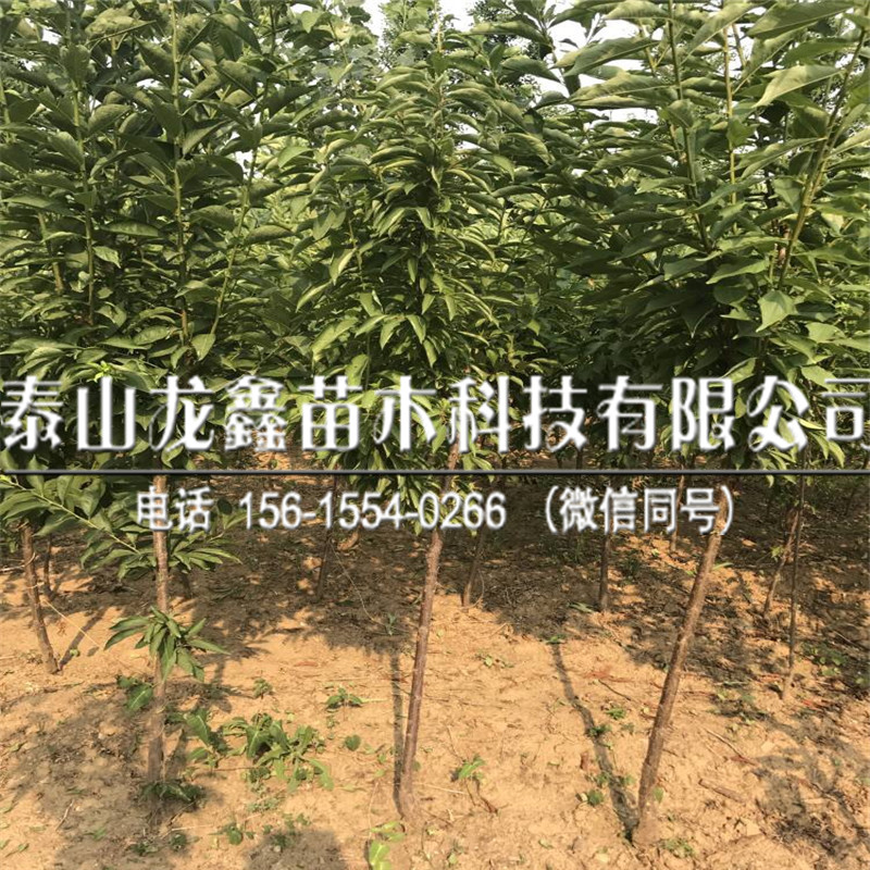 今年黑布朗李子苗價(jià)格、黑布朗李子苗出售價(jià)格