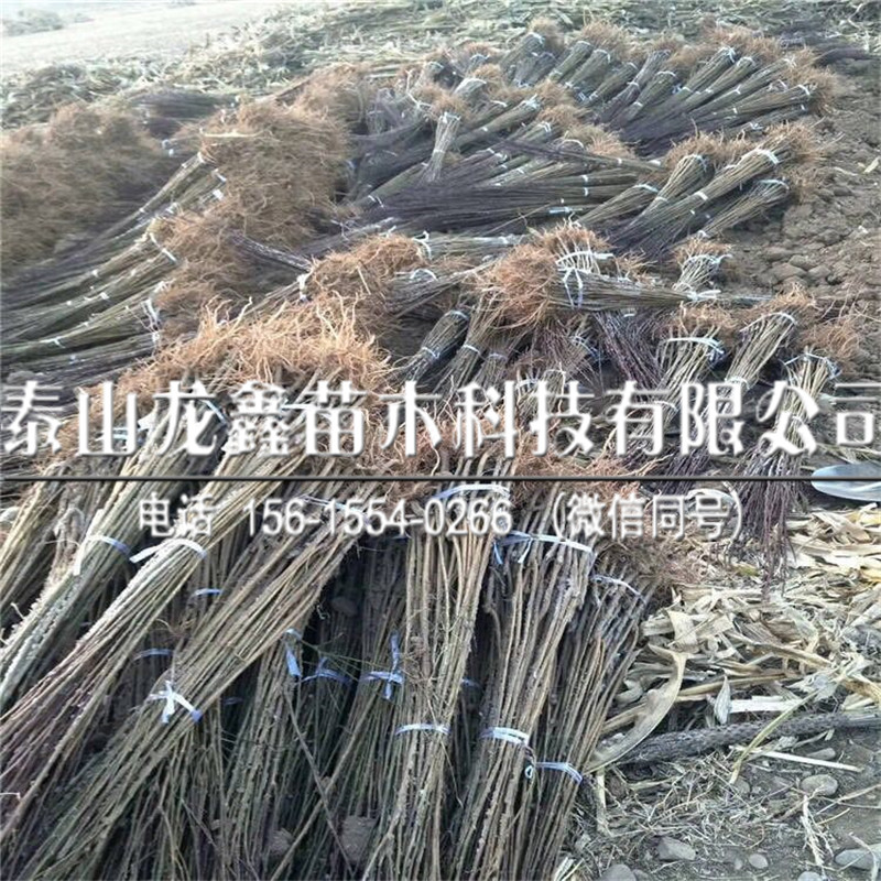 2019年味厚李子苗出售價格、味厚李子苗出售價格