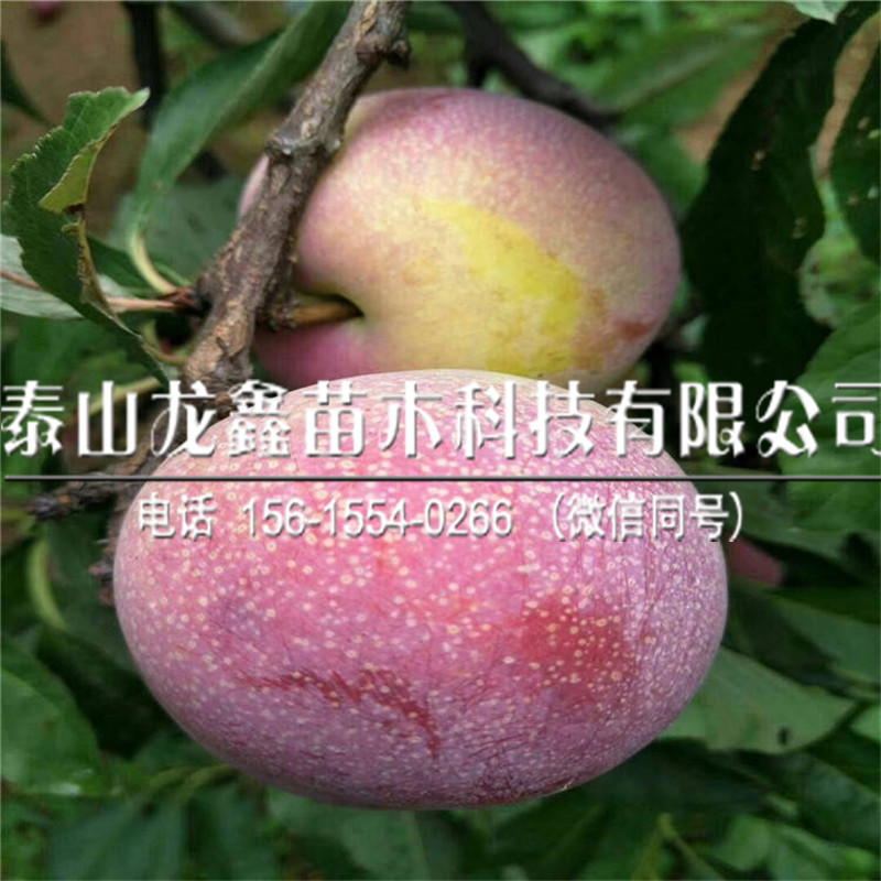 味帝李子苗產量多少、味帝李子苗產量多少