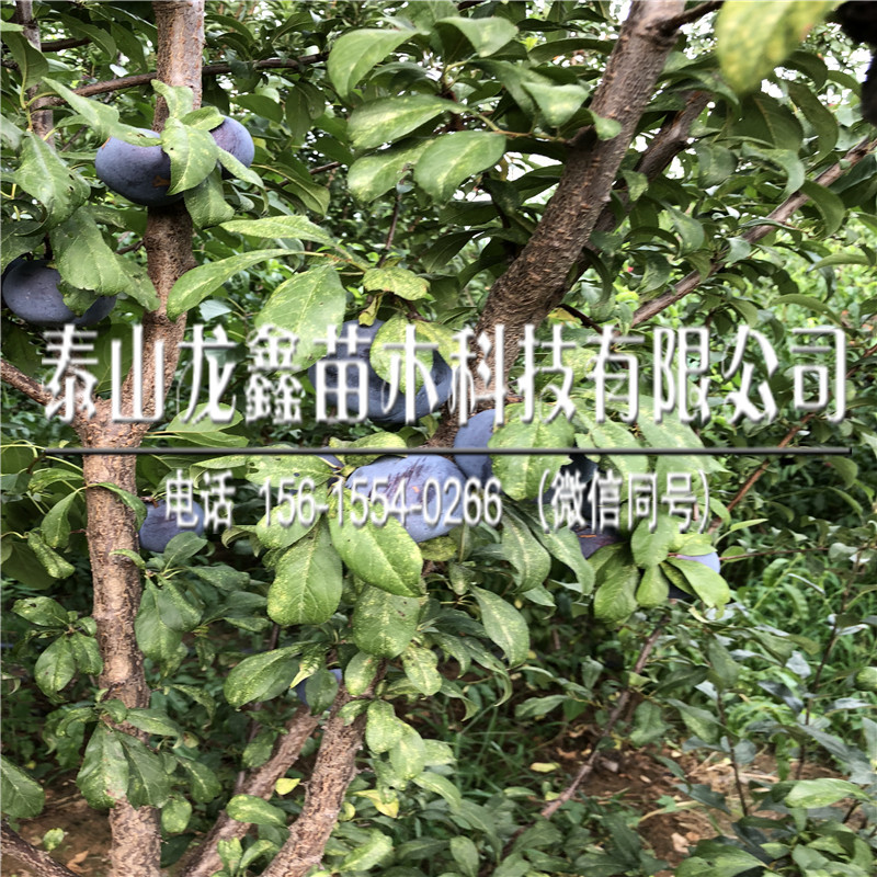 2019恐龍蛋李子樹苗批發(fā)、恐龍蛋李子樹苗批發(fā)廠家