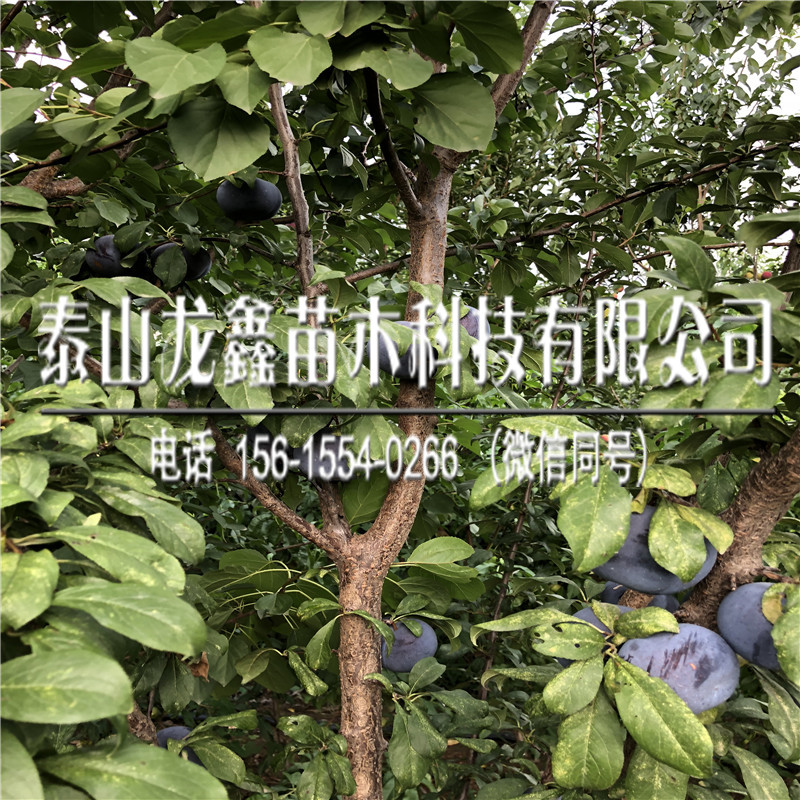 3公分李子樹苗多少錢？3公分李子樹苗多少錢？