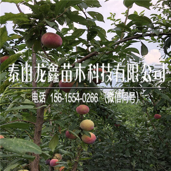 味后李子苗多少錢？味后李子苗多少錢包郵？