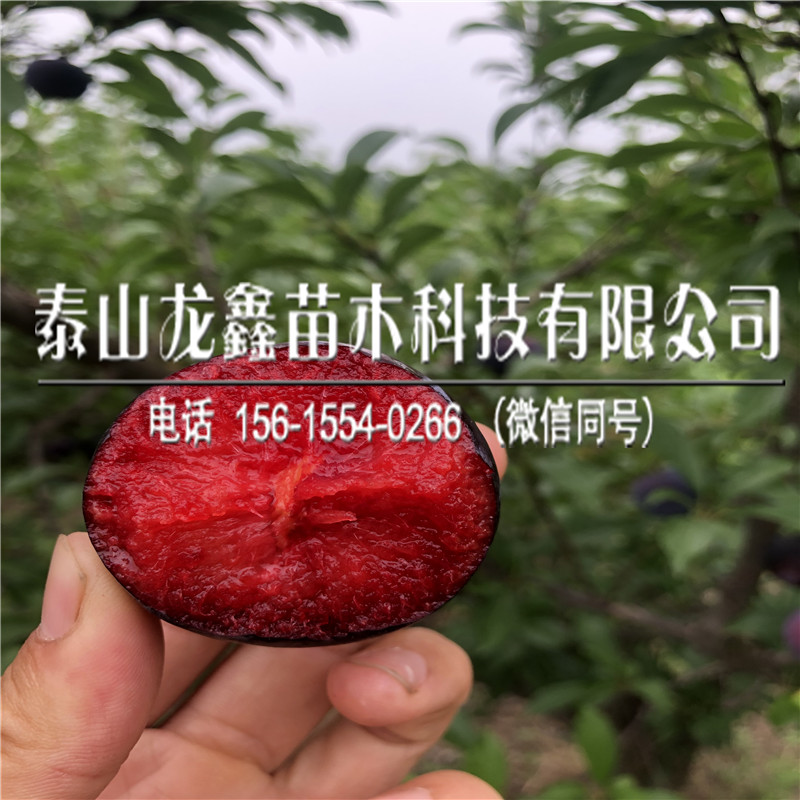 新品種味厚李子苗哪里有、味厚李子苗哪里有