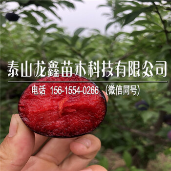 風味玫瑰李子苗出售供應、風味玫瑰李子苗出售供應