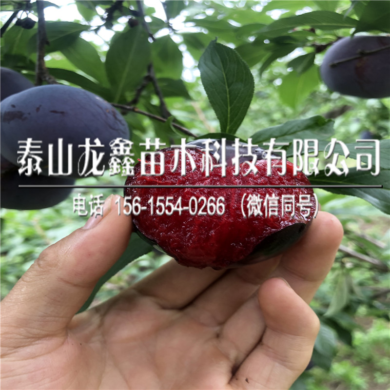 李子樹苗一畝地栽植多少棵、李子樹苗一畝地栽植多少棵