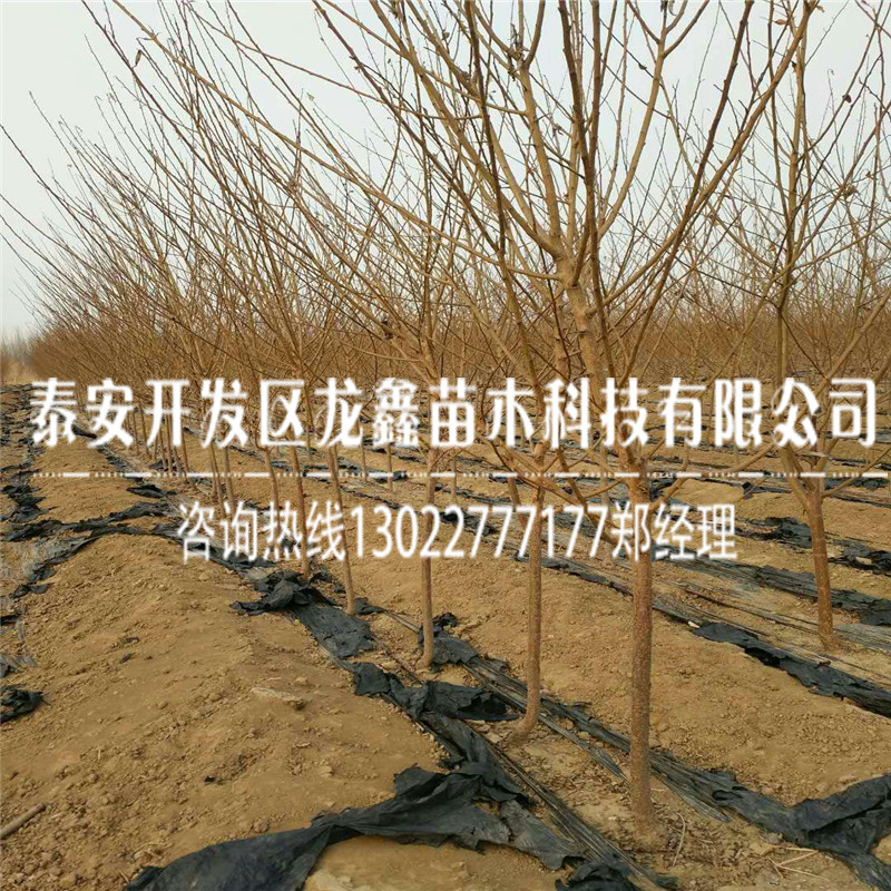 2019新疆恐龍蛋李子苗多少錢？新疆恐龍蛋李子苗多少錢？
