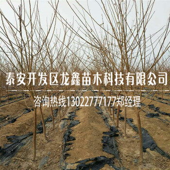 今年青脆李子苗多少錢一株、青脆李子苗多少錢一株
