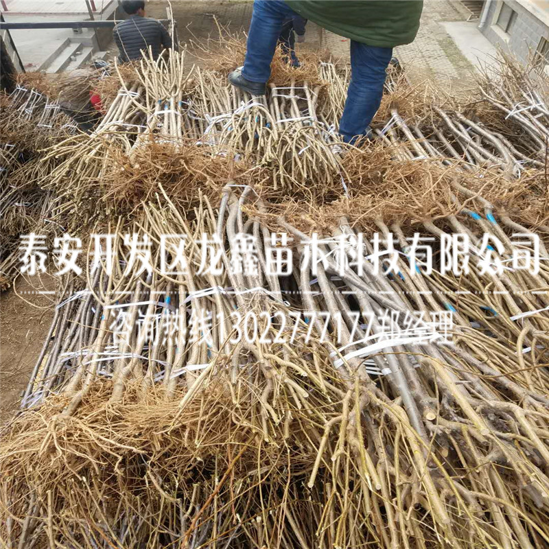 李子樹苗一畝地栽植多少棵、李子樹苗一畝地栽植多少棵