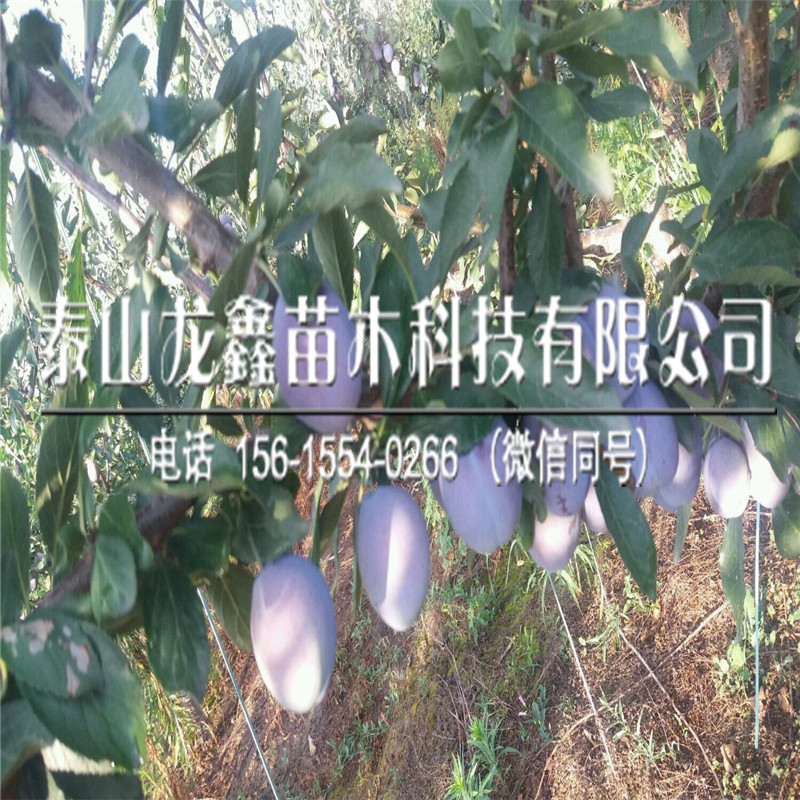 新品種黑布朗李子苗多少錢、黑布朗李子苗多少錢