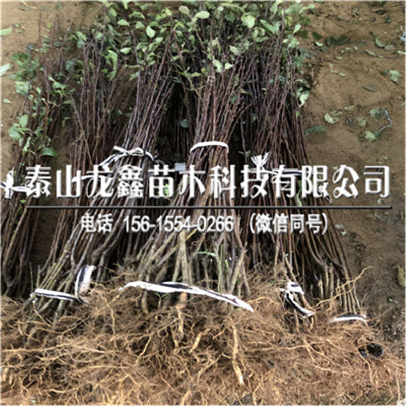 2019味帝李子苗哪里有？味帝李子苗哪里有出售？