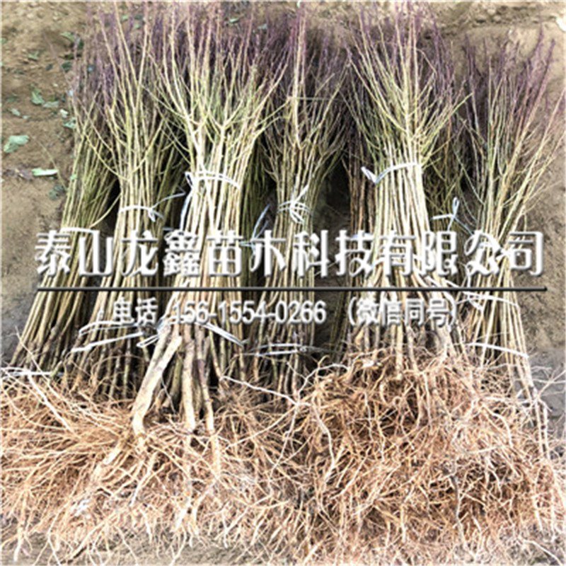 哪里有青脆李子苗哪里有？青脆李子苗哪里有出售？