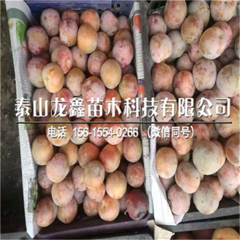 2019恐龍蛋李子樹苗批發(fā)、恐龍蛋李子樹苗批發(fā)廠家