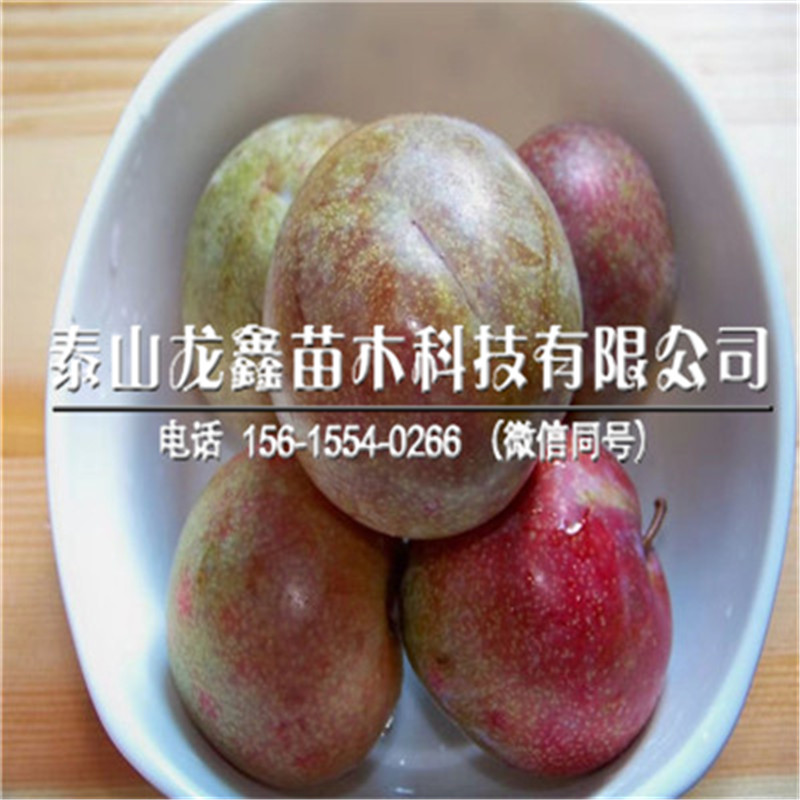 今年黑寶石李子苗哪里有？黑寶石李子苗哪里有出售？