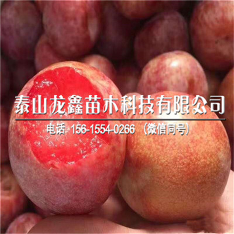 恐龍蛋李子苗、恐龍蛋李子苗出售基地
