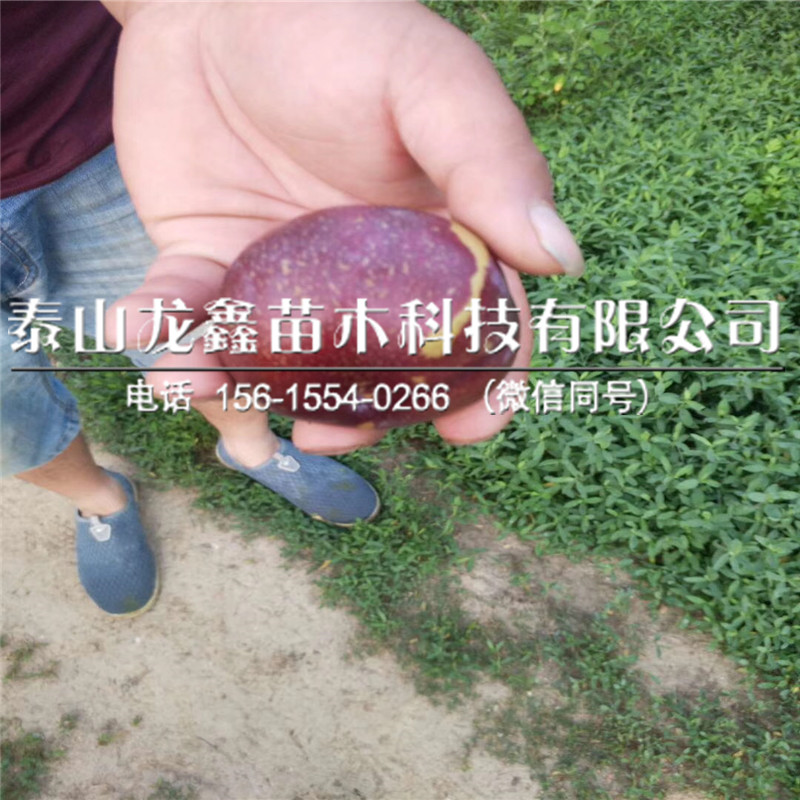 3公分李子樹苗多少錢？3公分李子樹苗多少錢？