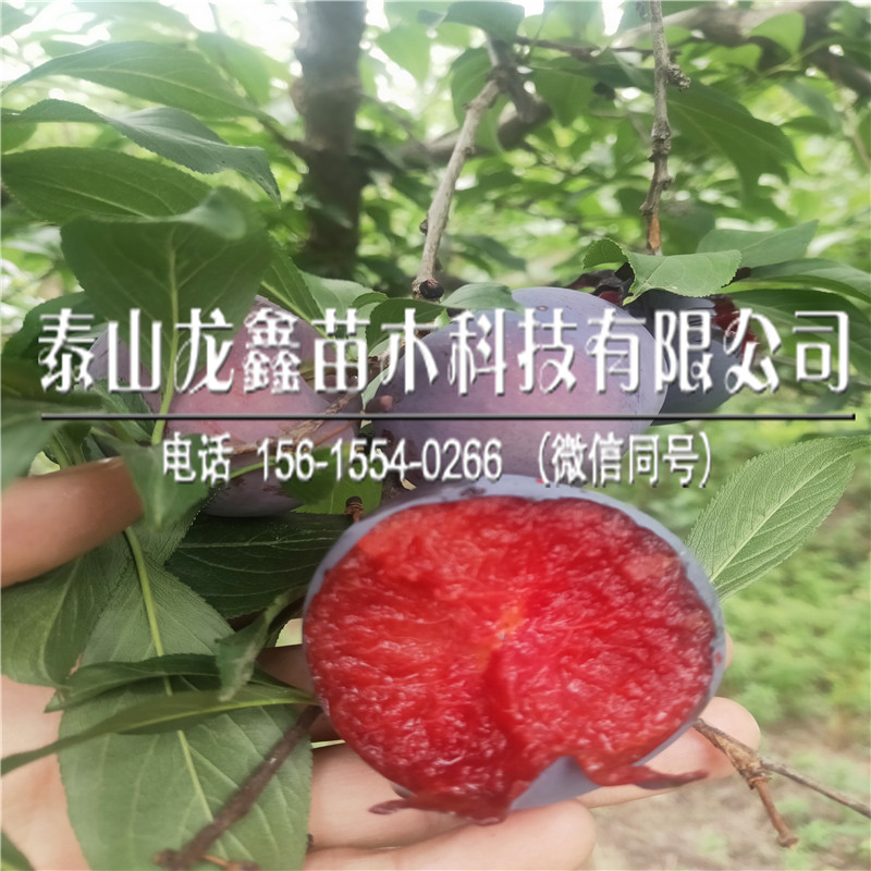 2019恐龍蛋李子苗什么價格、恐龍蛋李子苗什么價格