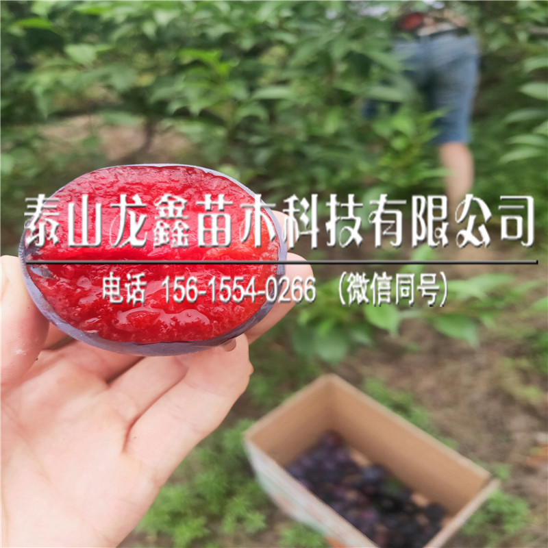新疆恐龍蛋李子苗批發(fā)基地、新疆恐龍蛋李子苗批發(fā)基地