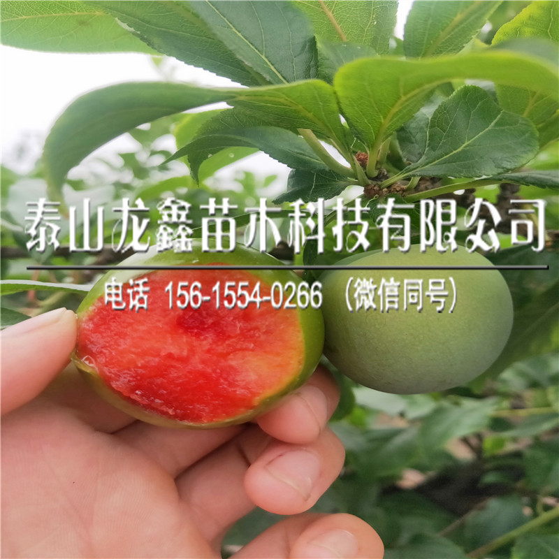 今年恐龍蛋李子樹苗哪里有？恐龍蛋李子樹苗哪里有基地？