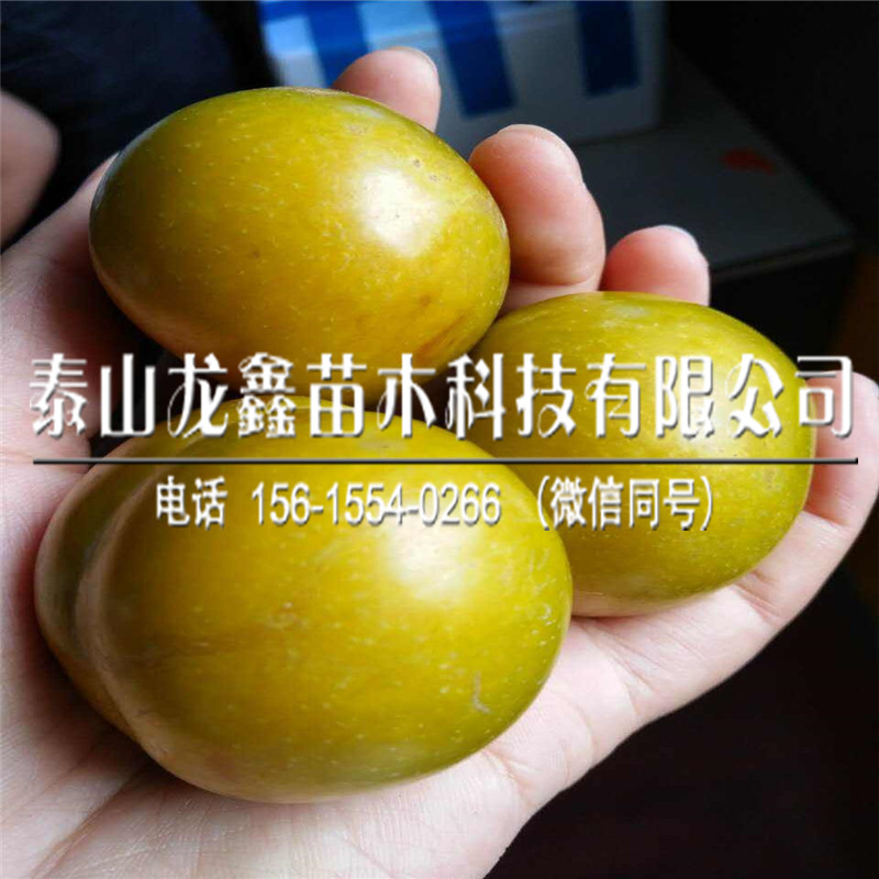 2019新疆恐龍蛋李子苗多少錢？新疆恐龍蛋李子苗多少錢？