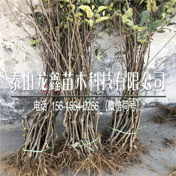 种植烟富10号苹果树苗一亩地栽植多少棵、烟富10号苹果树苗一亩地栽植多少棵