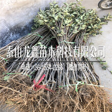 山东中秋王苹果苗报价、中秋王苹果苗报价图片