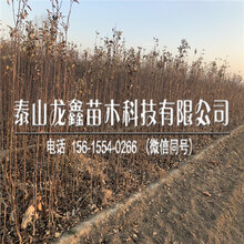 批发华硕苹果苗价格、华硕苹果苗价格图片