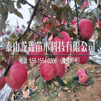 山东红富士苹果树苗几年结果、红富士苹果树苗几年结果