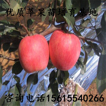 哪有红富士苹果苗基地、红富士苹果苗基地多少钱