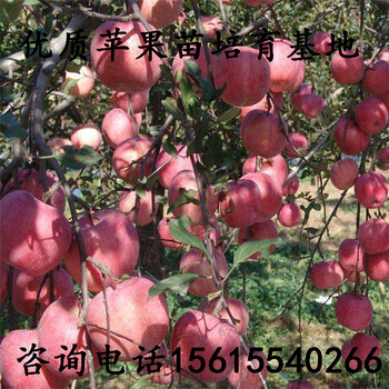 基地烟富8号苹果树苗一亩地栽多少棵、烟富8号苹果树苗一亩地栽多少棵