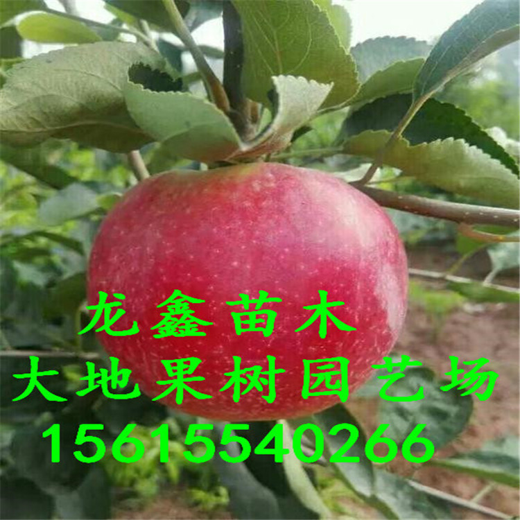 种植秦脆苹果苗一亩地栽多少棵、秦脆苹果苗一亩地栽多少棵