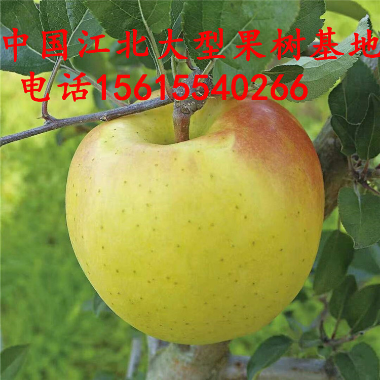 种植秦脆苹果苗多少钱、秦脆苹果苗多少钱