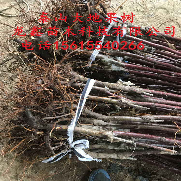 供应玖月奇迹苹果树苗种植基地、玖月奇迹苹果树苗种植基地