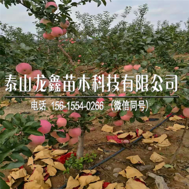 哪有玖月奇迹苹果树苗新品种、玖月奇迹苹果树苗新品种