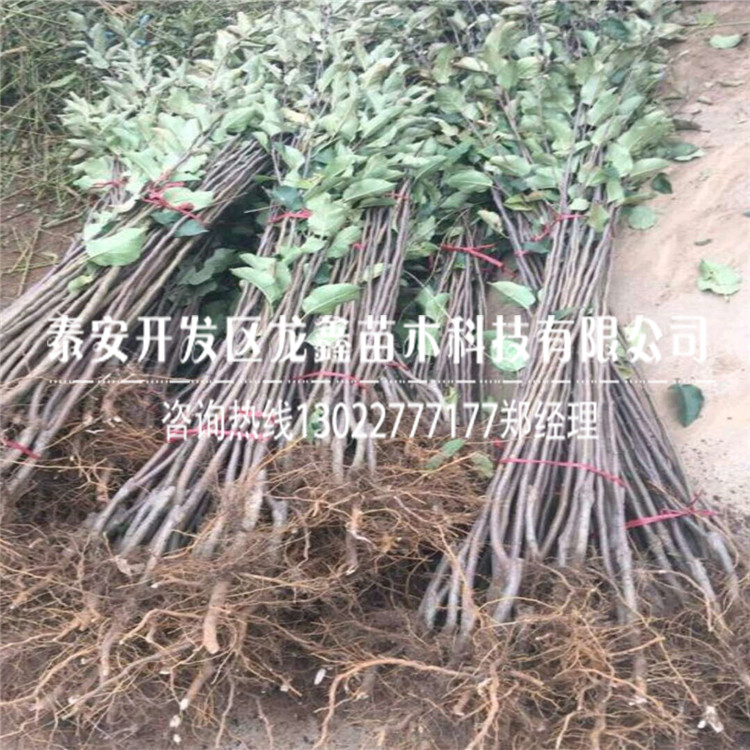 种植美8苹果苗基地、美8苹果苗基地培育