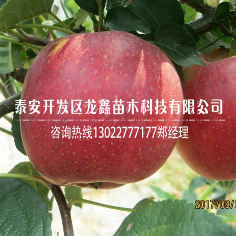 山东烟富8号苹果苗栽培技术、烟富8号苹果苗栽培技术