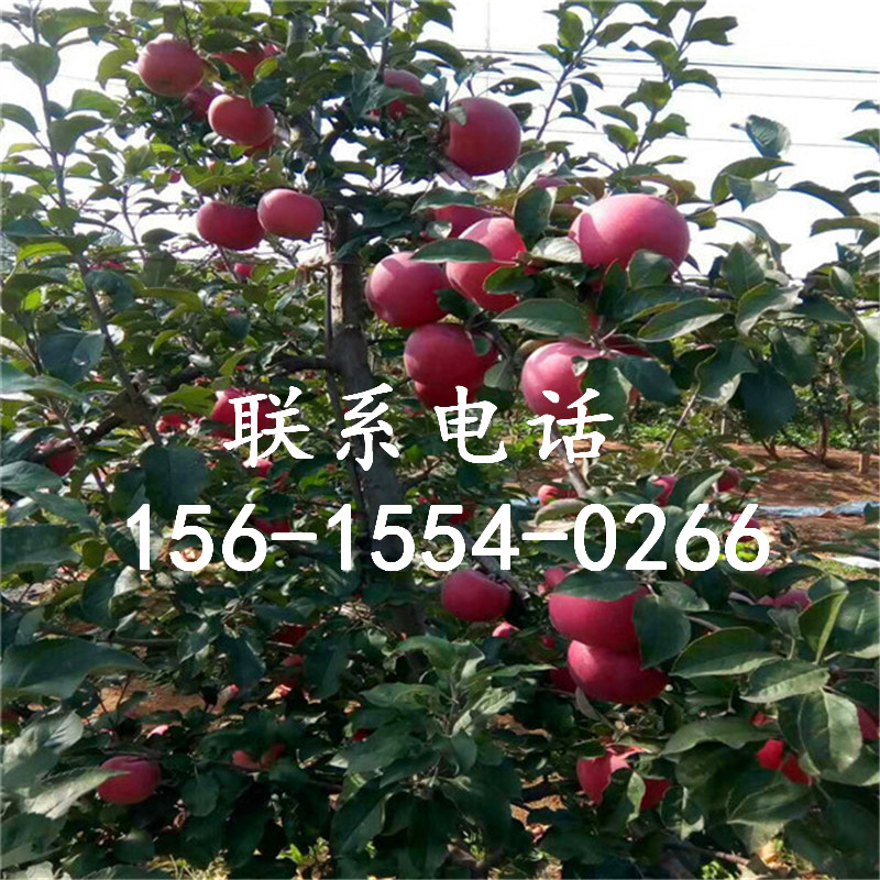 山东烟富8苹果树苗价格、烟富8苹果树苗基地价格