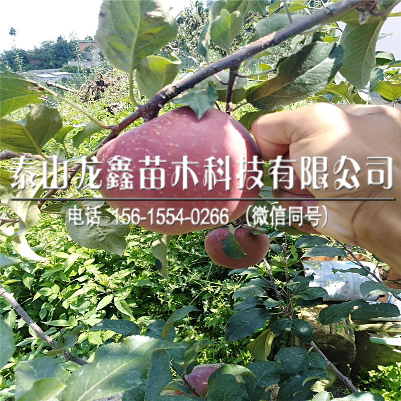 基地美8苹果苗一亩地产多少斤、美8苹果苗一亩地产多少斤