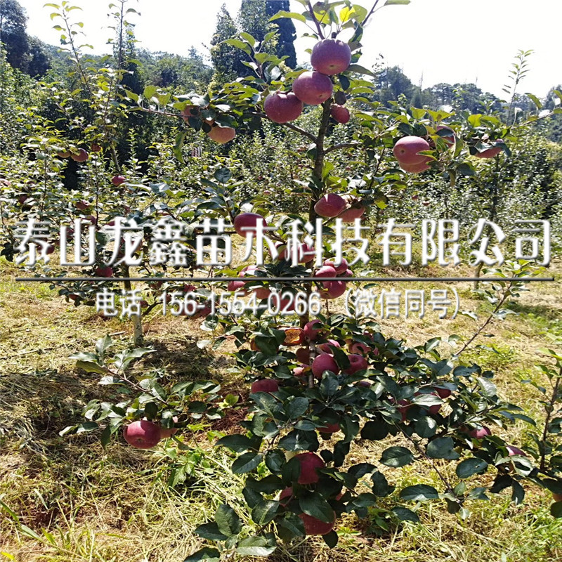 山东红富士苹果树苗几年结果、红富士苹果树苗几年结果