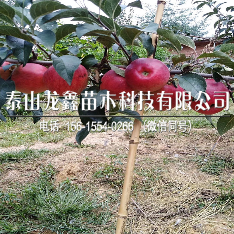 山东红富士苹果苗几年结果、红富士苹果苗几年结果