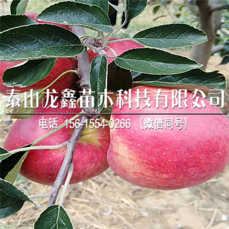 购买红富士苹果苗什么时间成熟、红富士苹果苗什么时间成熟