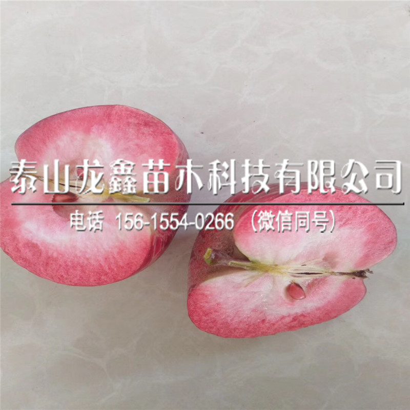 出售华硕苹果苗品种介绍、华硕苹果苗品种介绍