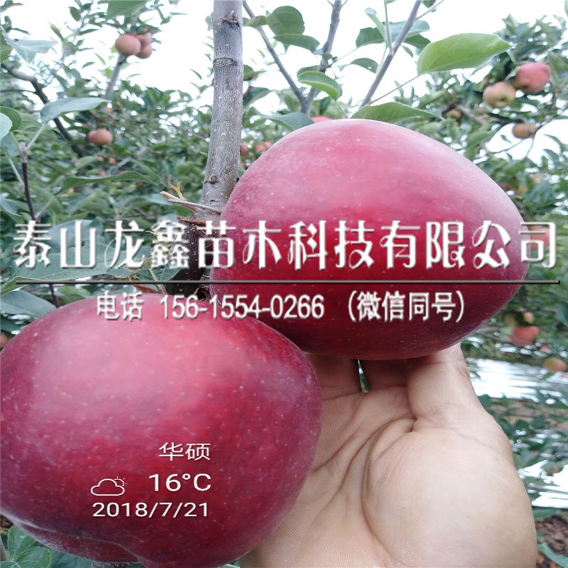 种植瑞雪苹果苗多少钱、瑞雪苹果苗多少钱