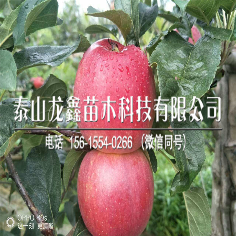 山东烟富8苹果苗价格、烟富8苹果苗多少钱一棵