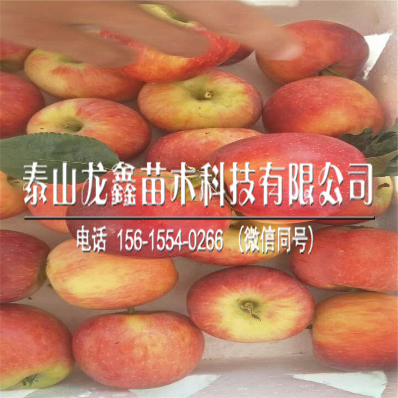 出售玖月奇迹苹果树苗价格、玖月奇迹苹果树苗价格