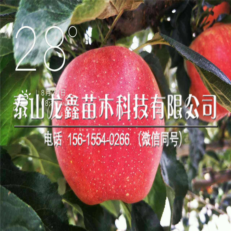 红富士苹果树苗产地在哪里呀、红富士苹果树苗产地在哪里呀