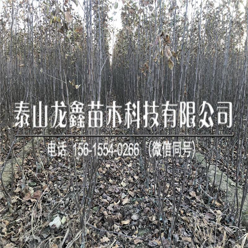 种植烟富10苹果树苗多少钱？烟富10苹果树苗多少钱一株