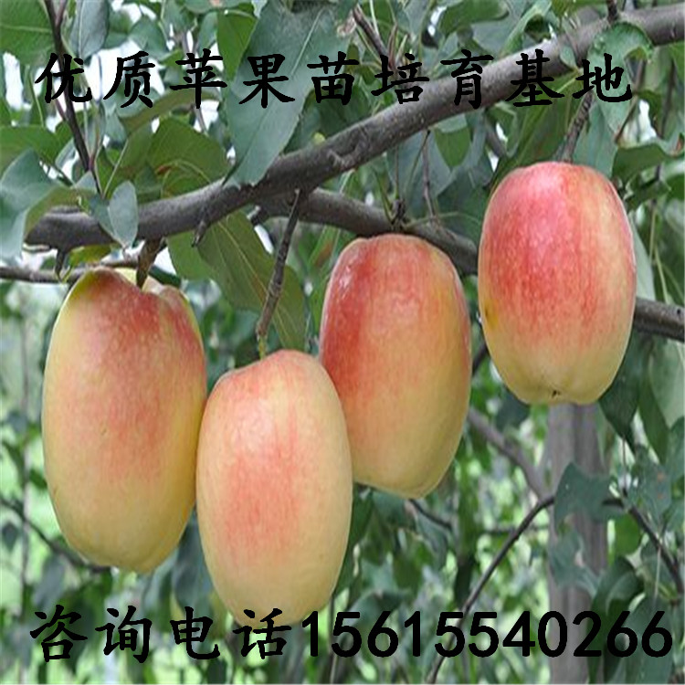 矮化红富士苹果苗供应商、矮化红富士苹果苗供应商