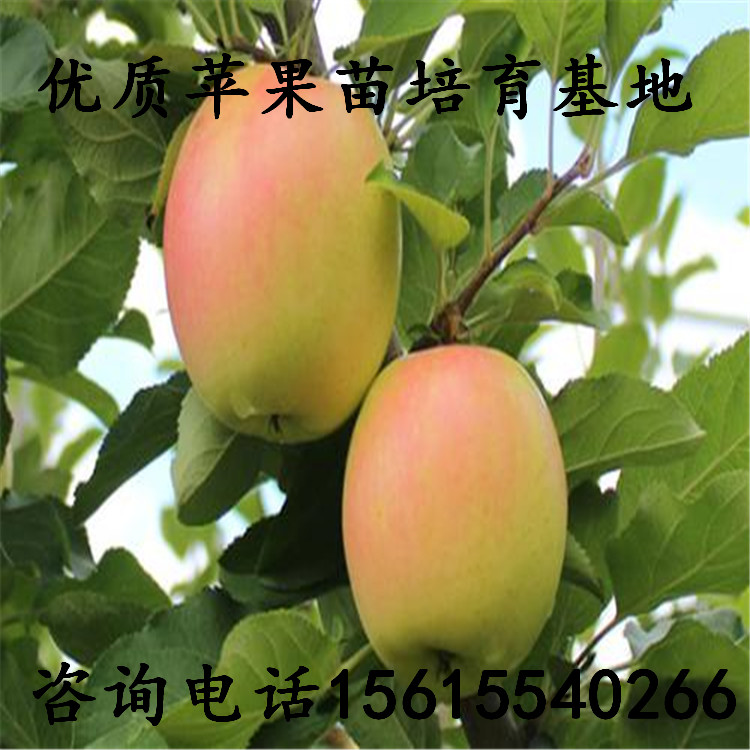 基地维纳斯黄金苹果树苗一亩地产多少斤、维纳斯黄金苹果树苗一亩地产多少斤