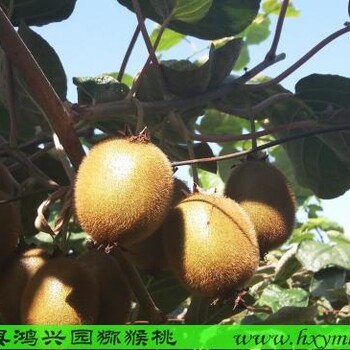 深圳新鲜绿心翠香猕猴大果桃批发一件代发价格